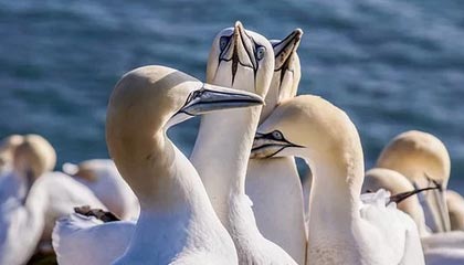 黑料社下载：黑料又上热榜：先别激动：来源才是关键