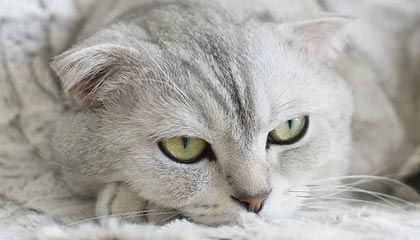 那天爆了：糖心镜头情侣日常，当事人回应终于来了