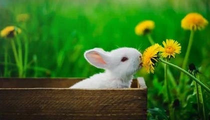 这两天：黑料万里长征首页明星黑料传播很猛：但核验方法缺了这一环